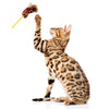 Marukan Big Bengal Moving Claw Teaser Wand Cat Toy - Kohepets