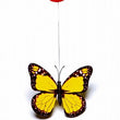 Marukan Spinning Butterfly Cat Toy - Kohepets