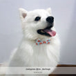 Bowtix Handmade Dog Collar With Removable Bowtie - Merry Sundew - Kohepets
