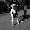 30% OFF: Zee.Dog Air Mesh Dog Harness (Gotham) - Kohepets