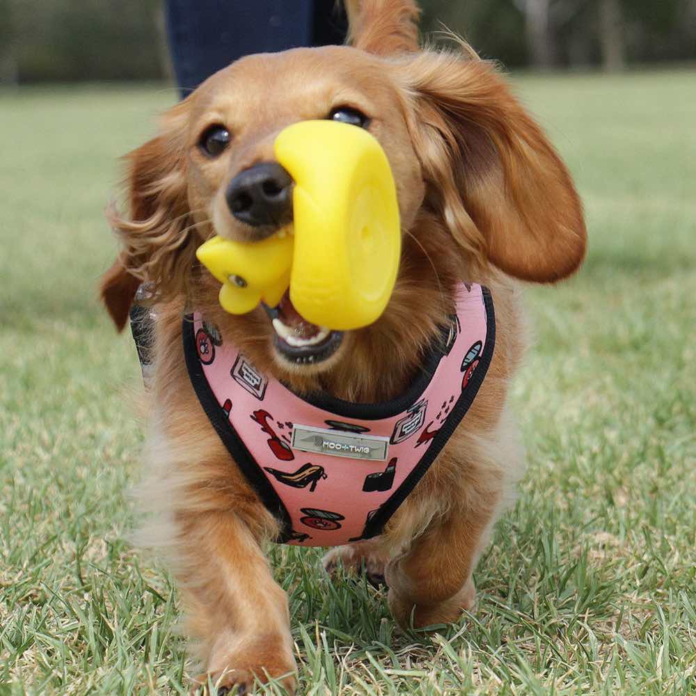 Moo+Twig Destructive Diva Reversible Dog Harness - Kohepets