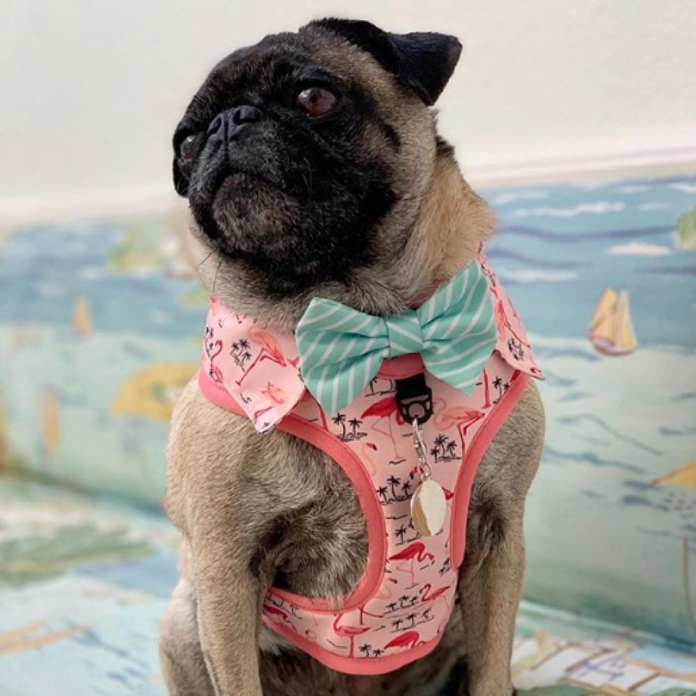 Moo+Twig Flock Yeah Dog Shirt Harness - Kohepets