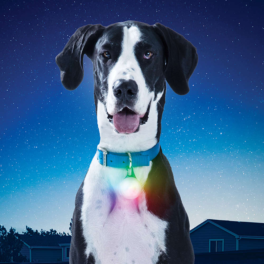 Nite Ize SpotLit Disc-O Rechargeable LED Collar Light XL - Kohepets