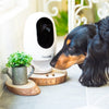 20% OFF: Pawbo+ Wireless Interactive Pet Camera - Kohepets