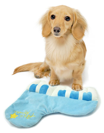 Petz Route Blue Piano Dog Toy - Kohepets
