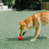Pidan Wave Ball Dog Toy (Red) - Kohepets