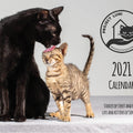 Project Luni Kitten Calendar 2021 - Kohepets