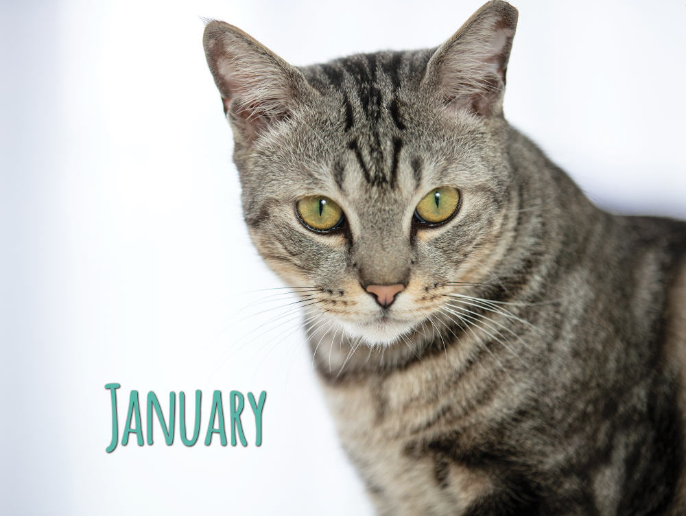 Project Luni Kitten Calendar 2021 - Kohepets