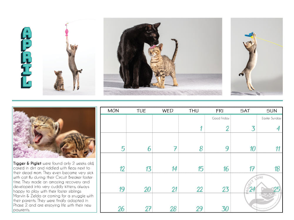Project Luni Kitten Calendar 2021 - Kohepets