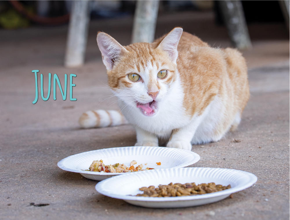 Project Luni Kitten Calendar 2021 - Kohepets