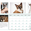 Project Luni Kitten Calendar 2021 - Kohepets