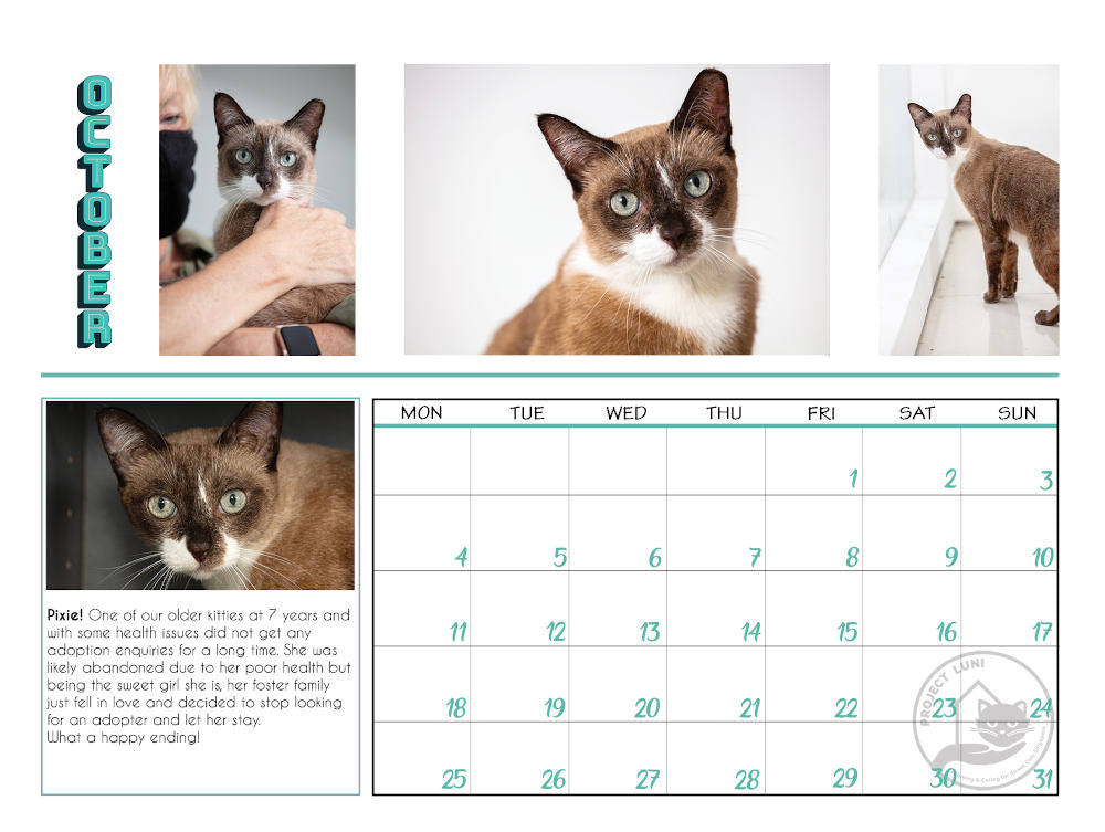 Project Luni Kitten Calendar 2021 - Kohepets