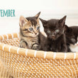 Project Luni Kitten Calendar 2021 - Kohepets