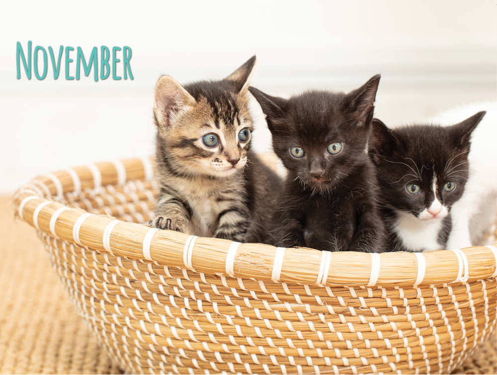 Project Luni Kitten Calendar 2021 - Kohepets