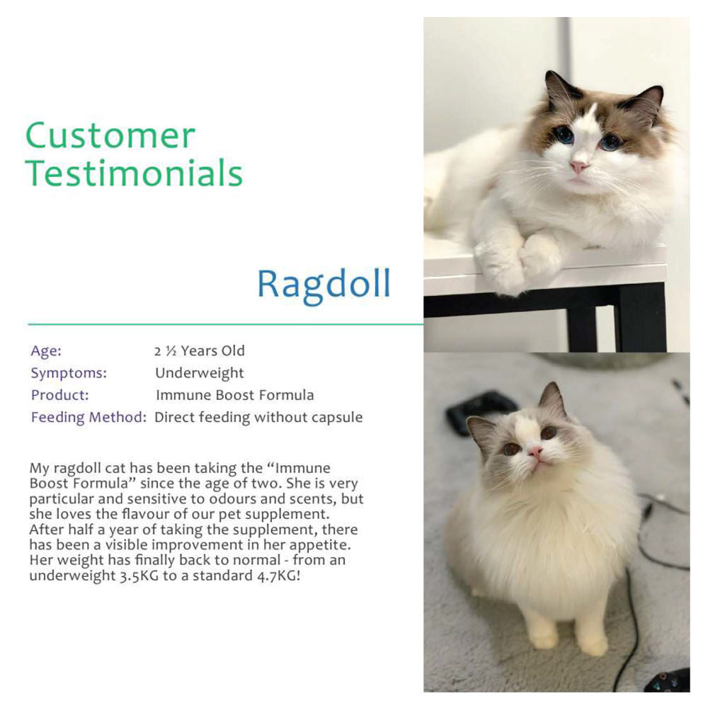 ProVet Immune Boost Formula Cat Supplements - Kohepets