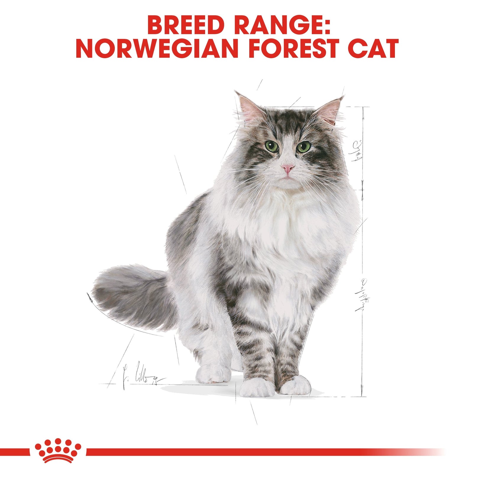Royal Canin Norwegian Forest Cat Adult 2kg - Kohepets