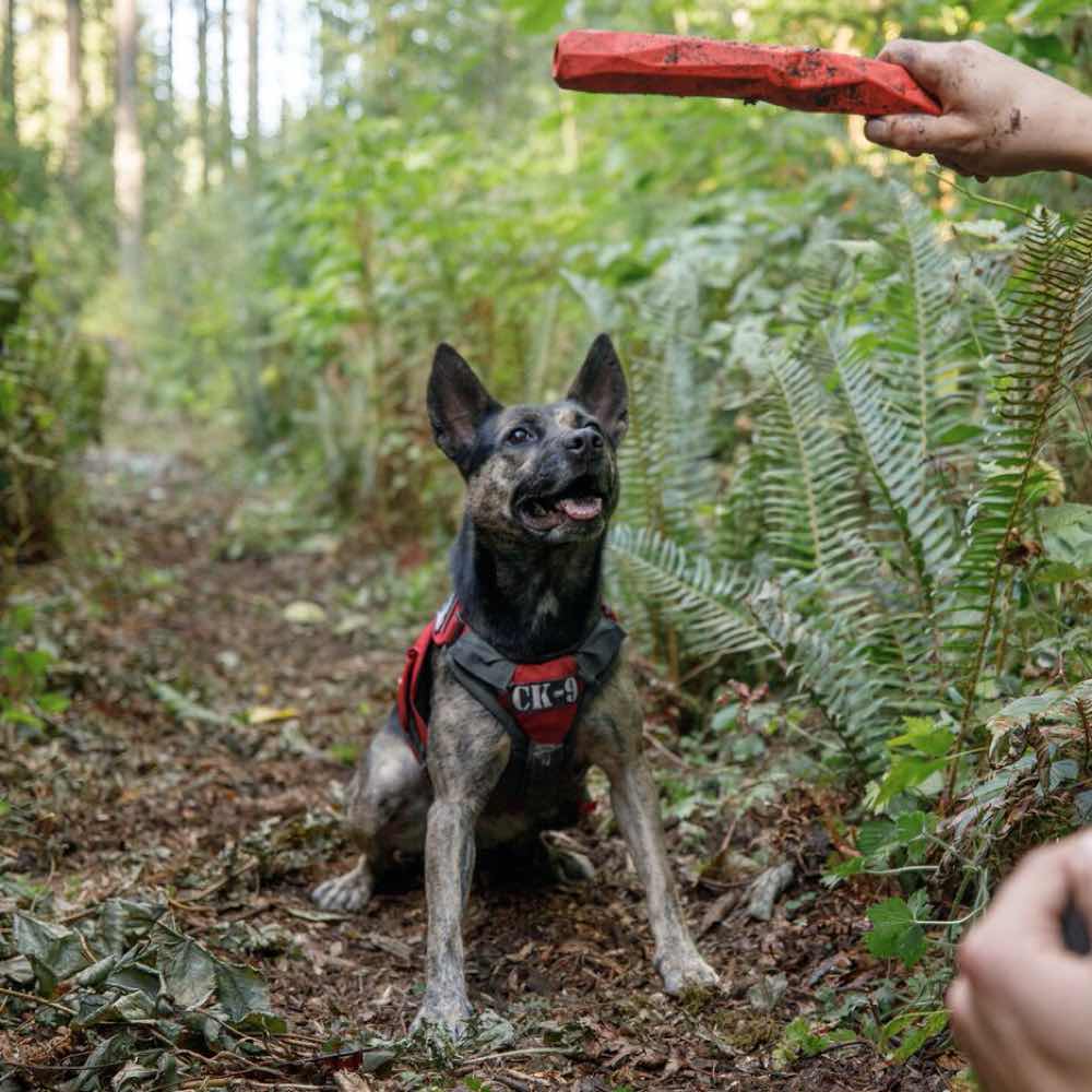 Ruffwear Brush Guard Chest Protection & Lifting Dog Harness Support - Kohepets