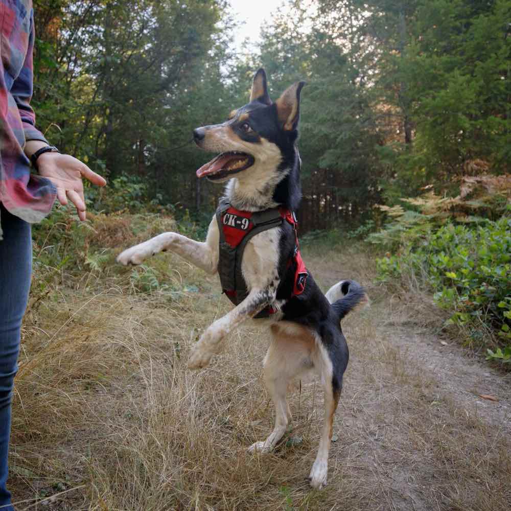 Ruffwear Brush Guard Chest Protection & Lifting Dog Harness Support - Kohepets