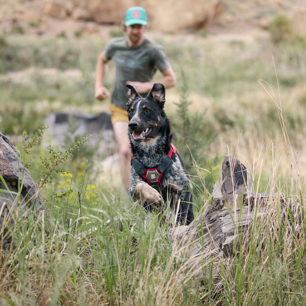 Ruffwear Brush Guard Chest Protection & Lifting Dog Harness Support - Kohepets