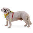 KOHE-VERSARY 10% OFF: Ruffwear Hi & Light Lightweight Low-Profile Dog Harness (Lichen Green)