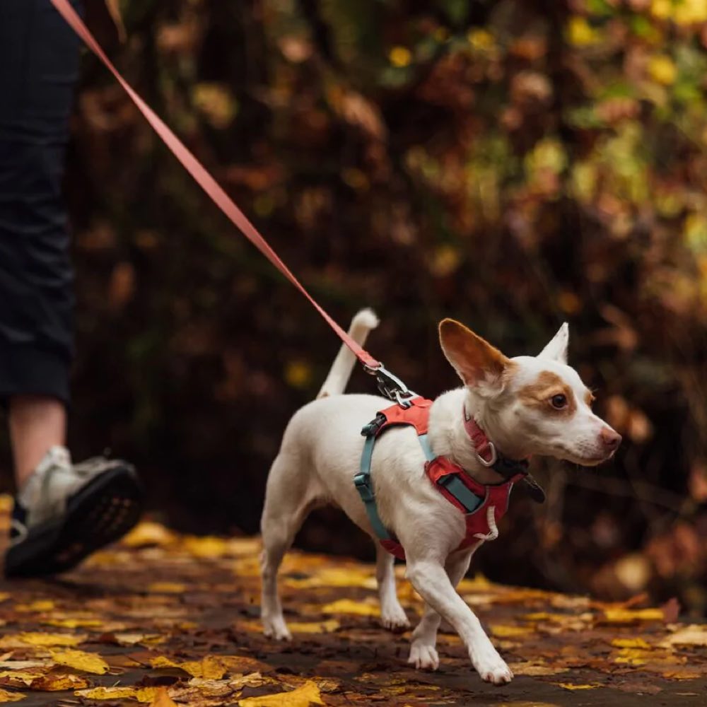 Ruffwear Hi & Light Lightweight Low-Profile Dog Harness (Alpenglow