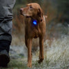 Ruffwear The Beacon Waterproof LED Safety Dog Collar Light - Kohepets