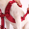 Sputnik Comfort Dog Harness (Yellow) - Kohepets