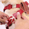Sputnik Comfort Dog Harness (Red) - Kohepets