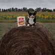 Stella & Chewy’s Stella’s Essentials Chicken & Ancient Grains Dry Dog Food - Kohepets