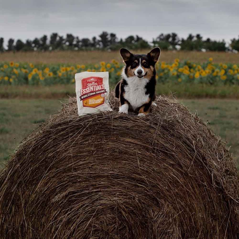 Stella & Chewy’s Stella’s Essentials Chicken & Ancient Grains Dry Dog Food - Kohepets