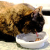 The Cat Tongue Ceramic Feeding Bowl - Kohepets