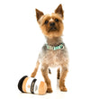 FuzzYard Puppucino Plush Dog Toy (discontinued) - Kohepets