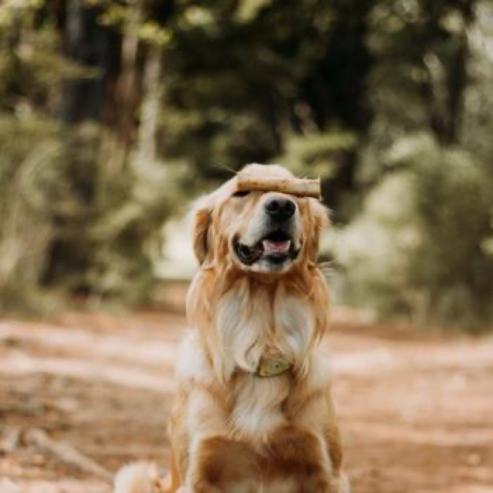 WAG Kangaroo Straight Bone Grain-Free Dog Treats 6ct - Kohepets