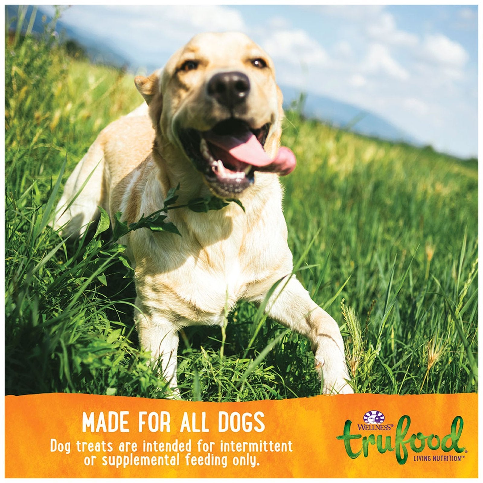 Wellness TruFood CocoChia Bakes with Salmon, Coconut Oil and Spinach Grain-Free Dog Treats 5oz - Kohepets