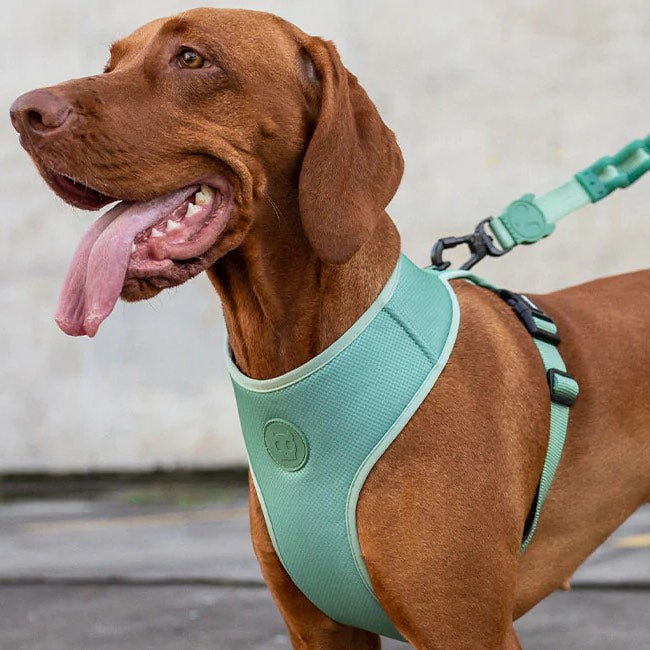 Zee.Dog Air Mesh Dog Harness (Army Green)