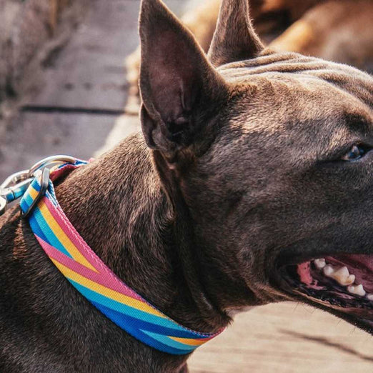 Zee.Dog Bowie Dog Collar - Kohepets