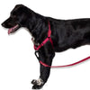 Zee.Dog Soft Walk Dog Harness (Bordeau)