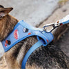 Zee.Dog Wasabi Air Mesh Plus Dog Harness - Kohepets