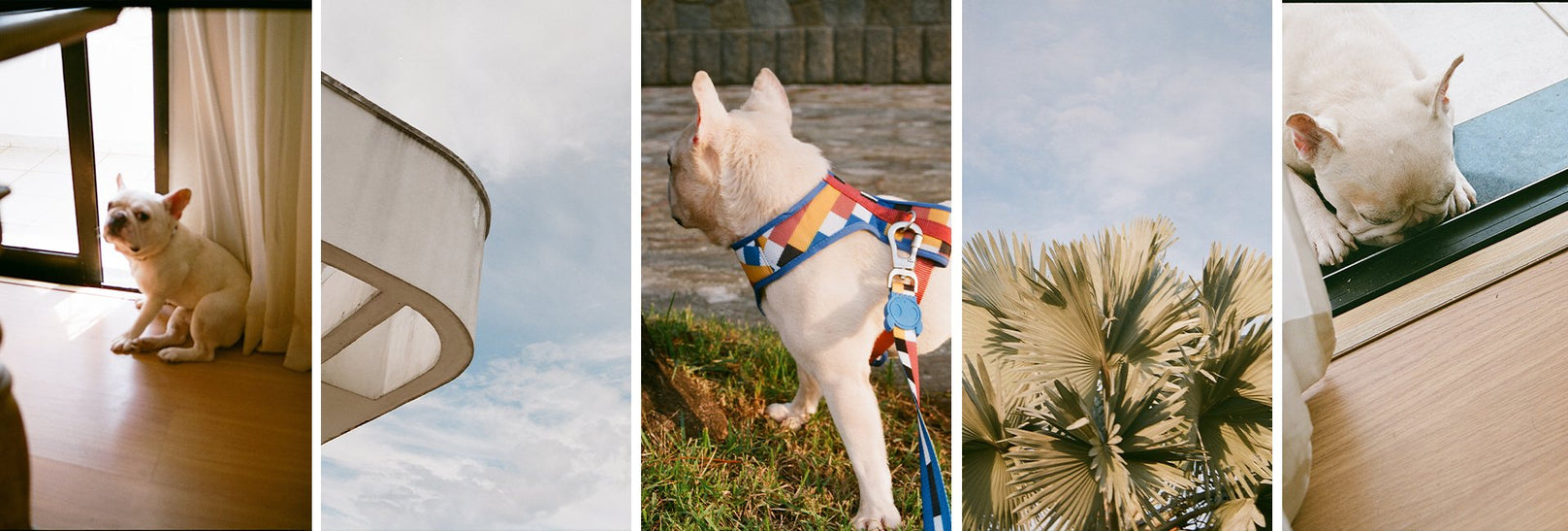 30% OFF: Zee.Dog Dog Leash (Blocks) - Kohepets