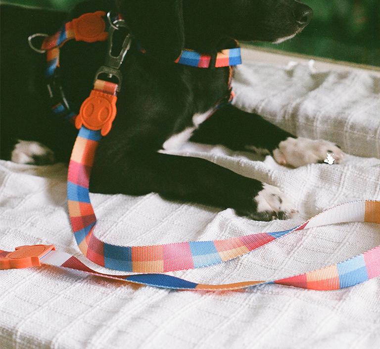 30% OFF: Zee.Dog Dog Leash (Parker) - Kohepets