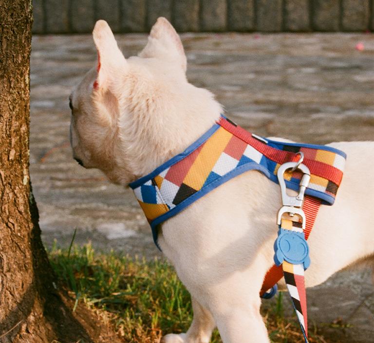 30% OFF: Zee.Dog Dog Leash (Blocks) - Kohepets