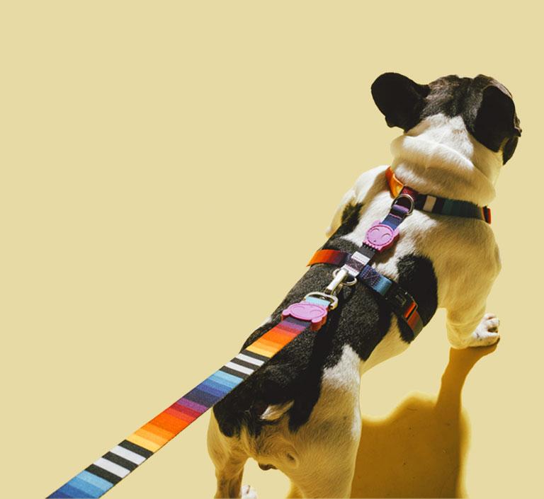30% OFF: Zee.Dog Dog Leash (Prisma) - Kohepets
