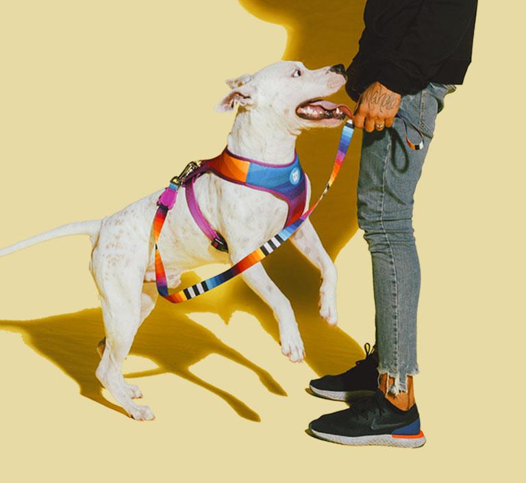 30% OFF: Zee.Dog Dog Leash (Prisma) - Kohepets