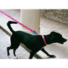 Zee.Dog Paradise Dog Collar - Kohepets