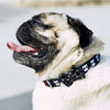 Zee.Dog Skull Dog Collar - Kohepets