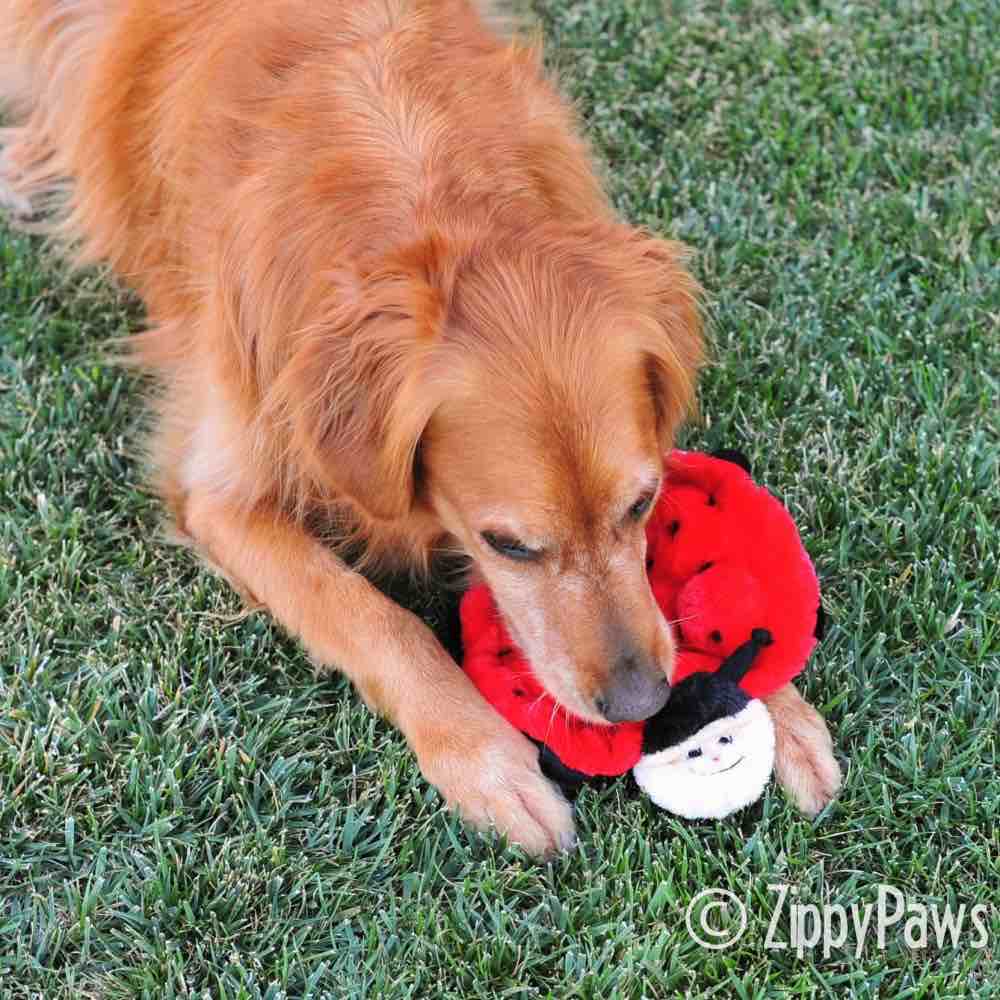 ZippyPaws Squeakie Crawler Betsey the Ladybug Dog Toy - Kohepets