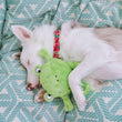 ZippyPaws Brainey Frog Dog Toy - Kohepets
