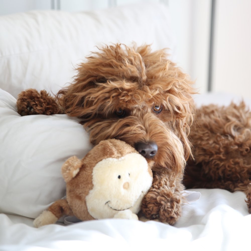 ZippyPaws Brainey Monkey Dog Toy - Kohepets