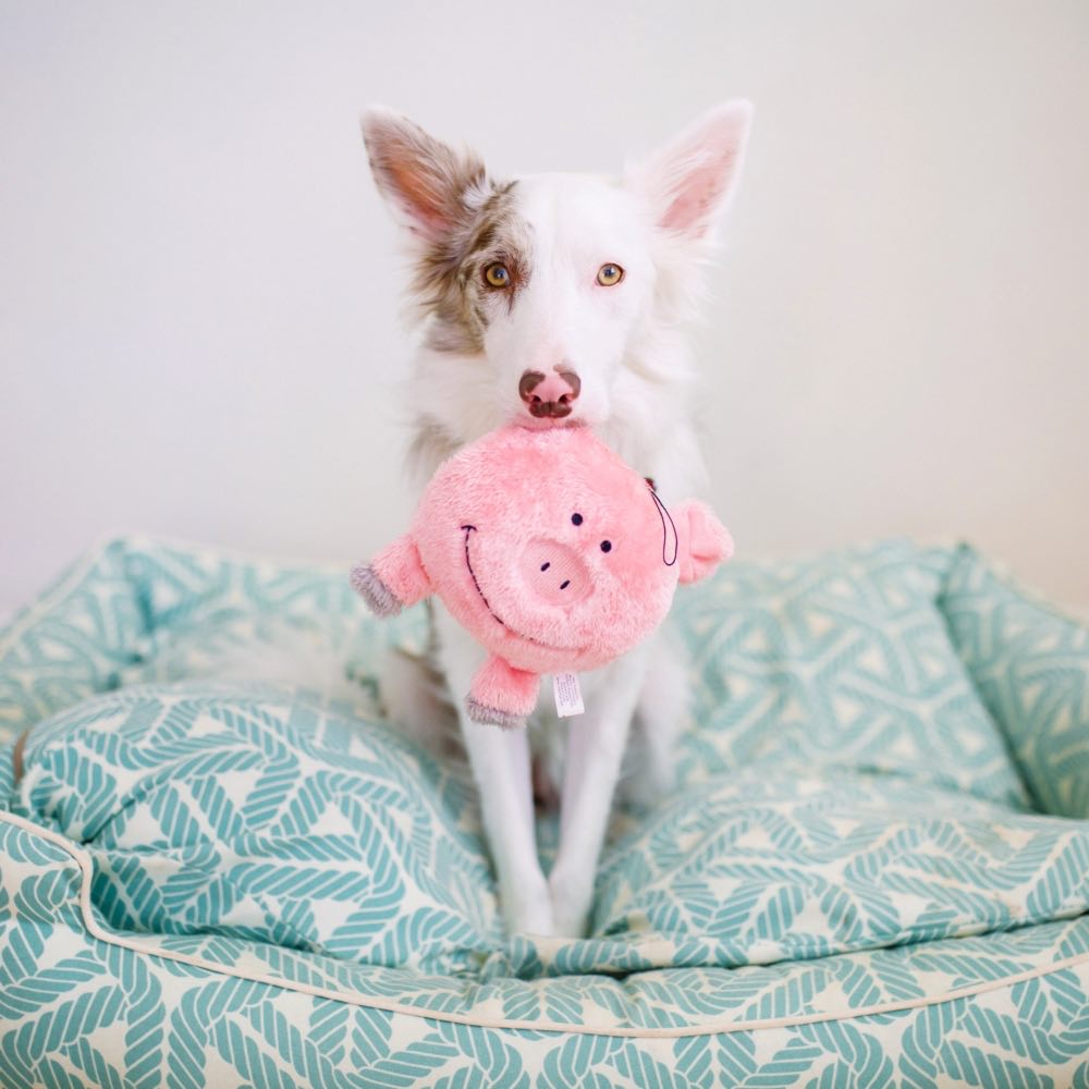 ZippyPaws Brainey Pig Dog Toy - Kohepets