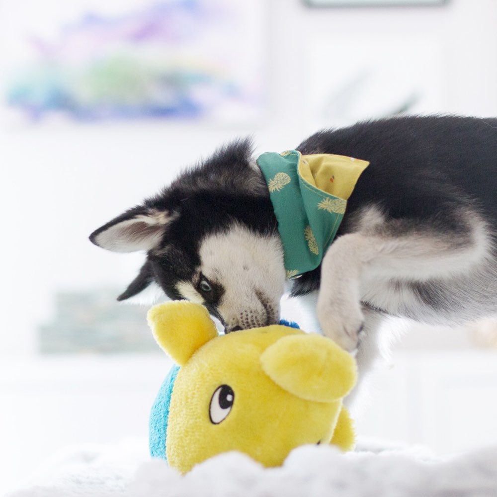 ZippyPaws Grunterz Finn The Fish Dog Toy - Kohepets